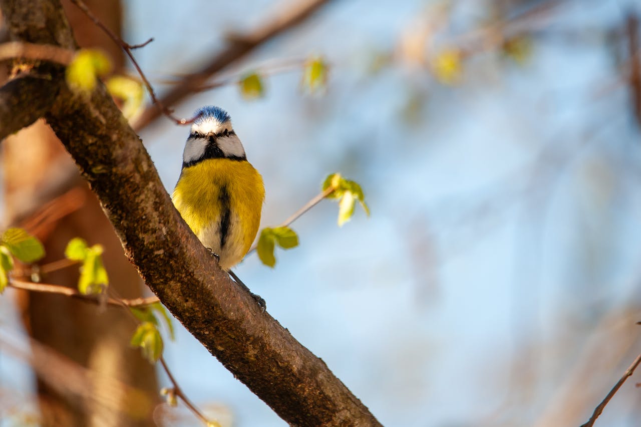 A vivid blue tit perching on a branch during springtime in Görlitz, Germany.