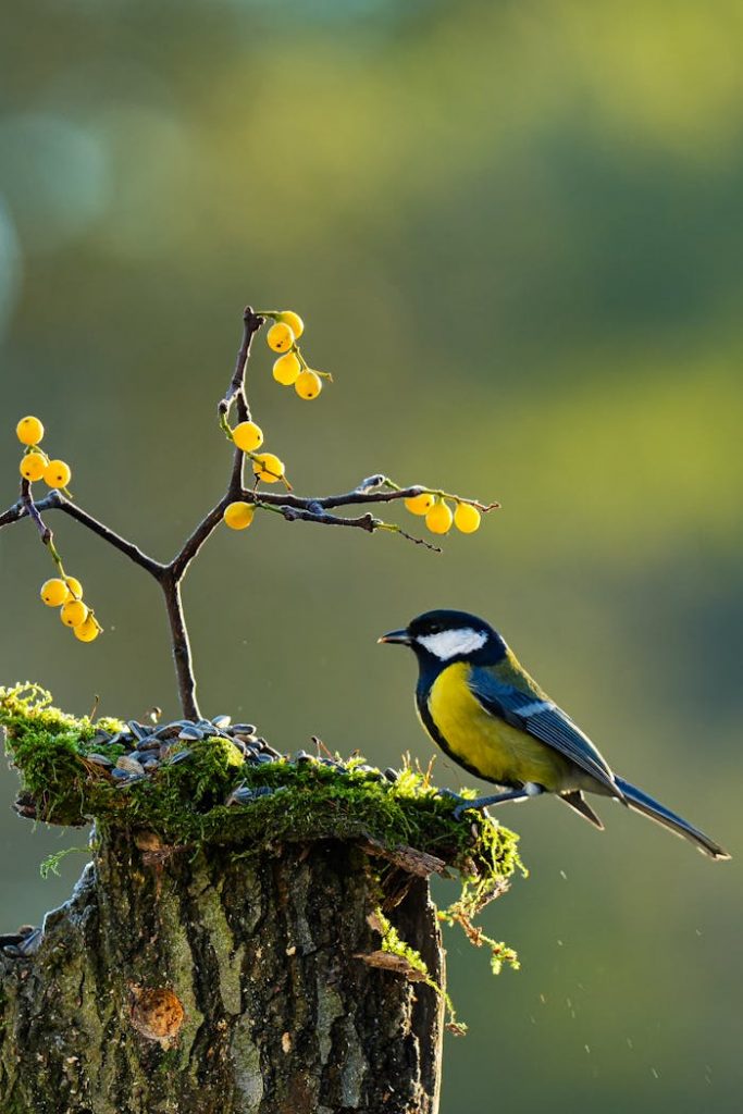 A vibrant great tit perched on a moss-covered log with bright yellow berries against a blurred background.