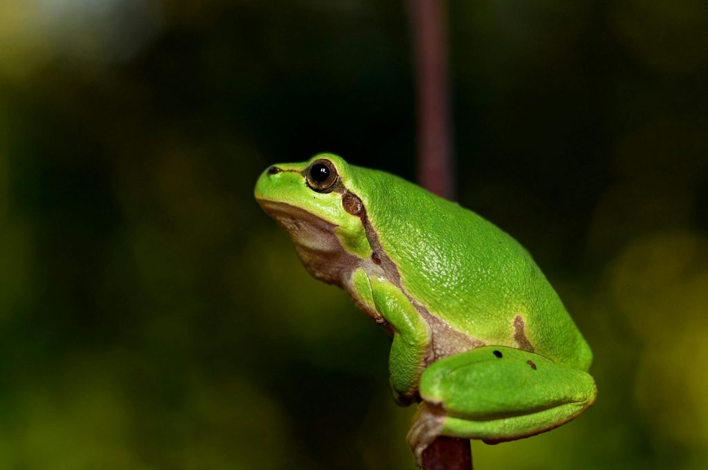 Europäischer Laubfrosch (Hyla arborea) Europäischer Laubfrosch (Hyla arborea)