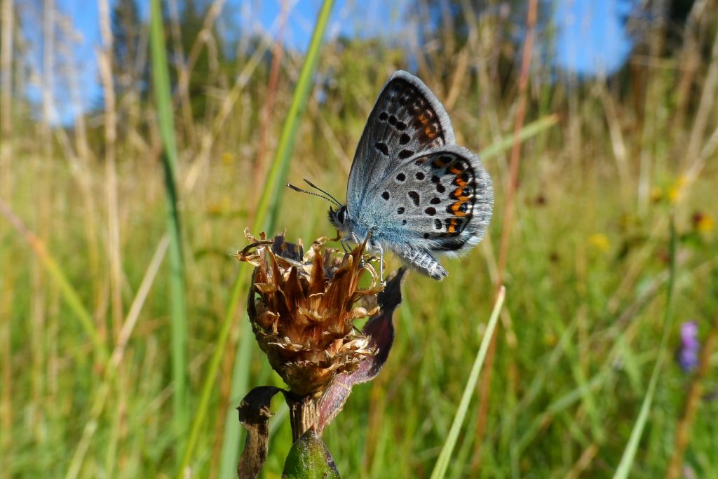 plebeius argus (c)gehrold plebeius argus (c)gehrold