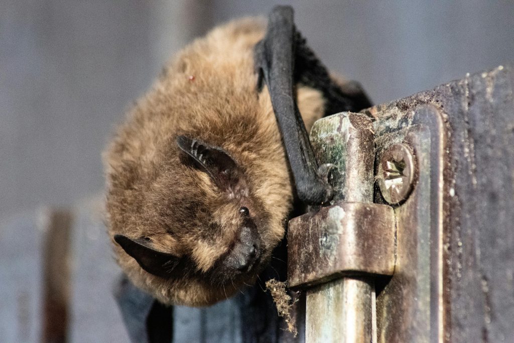 Detailed close-up of a bat resting on a metal hinge, showcasing its features in Olsberg, Germany.