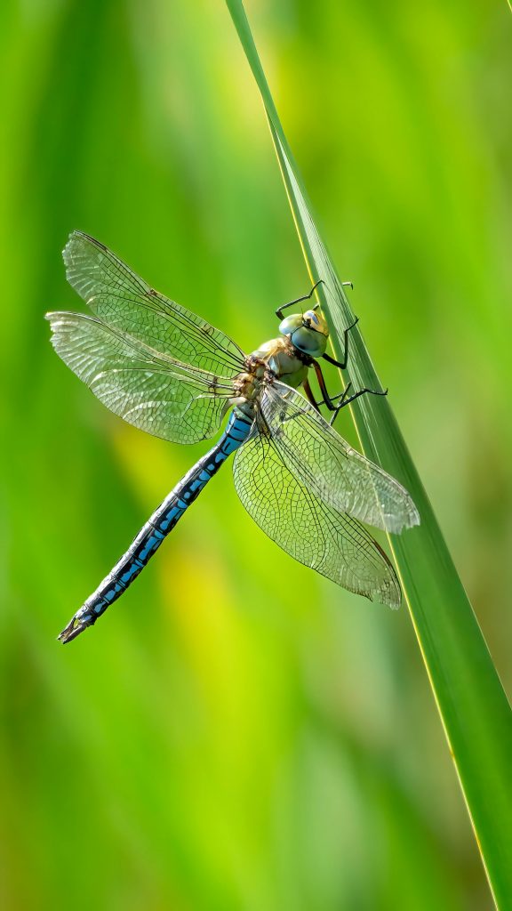 Detailed image of a vibrant blue dragonfly perched on a green grass blade in summer.