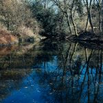Peaceful forest scene with trees reflecting on a calm pond under clear blue skies.