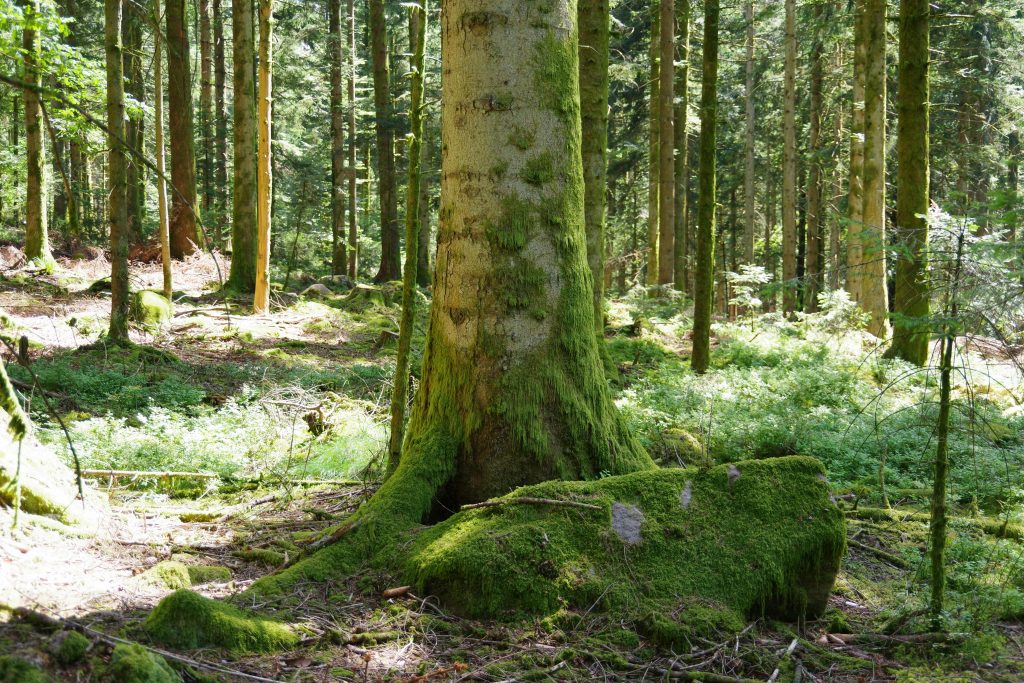 pexels photo 33053982 33053982 Sunlit forest featuring dense greenery and moss-covered trees creating a serene natural ambiance.
