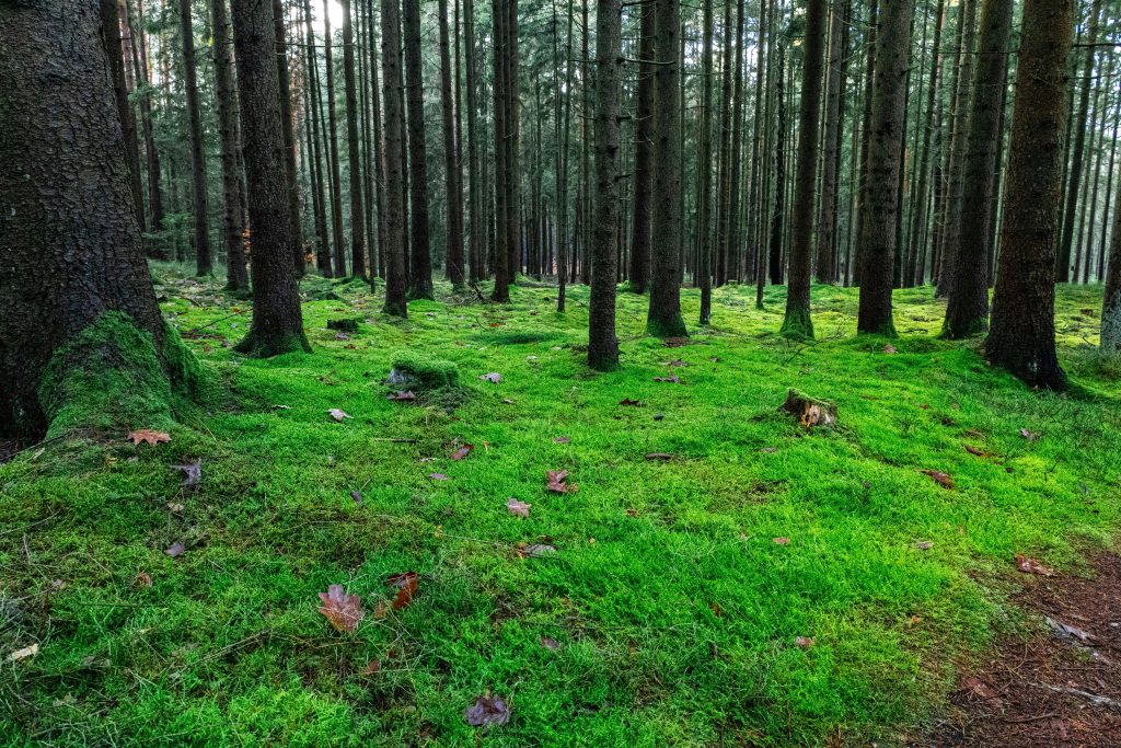 Serene forest scene with green mossy ground in Bavaria, Germany.